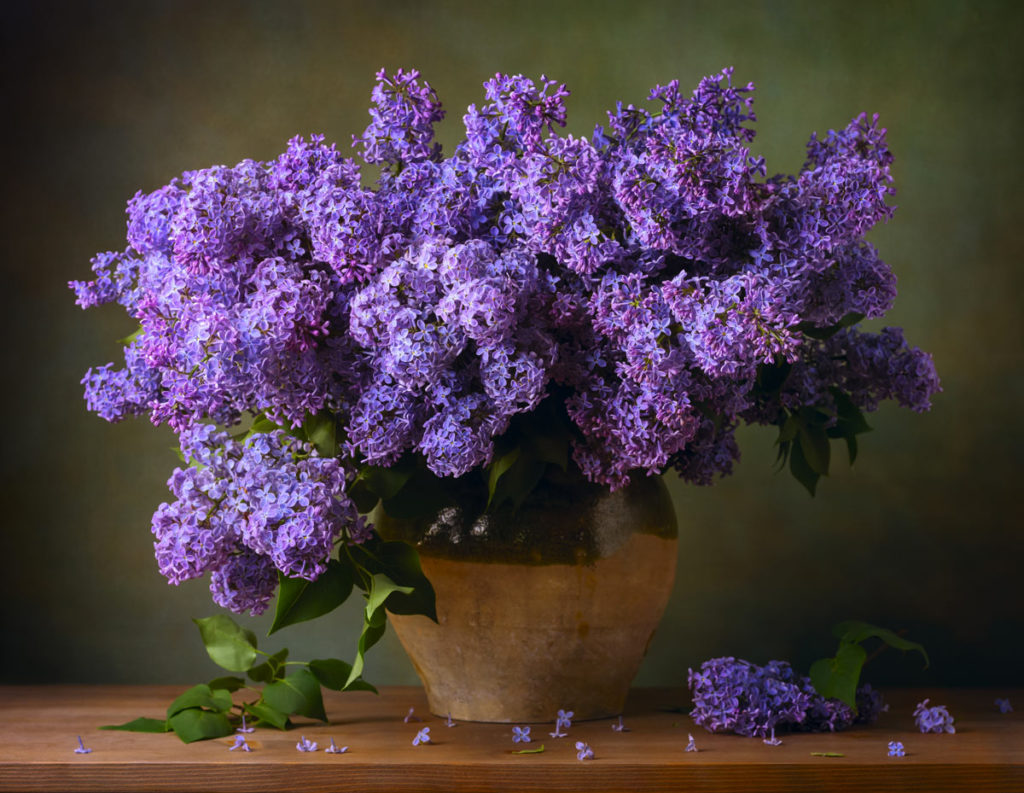 Syringa Bloomerang Dark Purple: Pianta Di Lillà Rifiorente, Profumata E Resistente