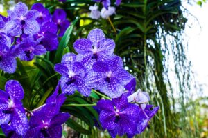 Orchidea blu: esiste solamente una specie in natura, ed è questa qui Vanda Coerulea, orchidea blu.
