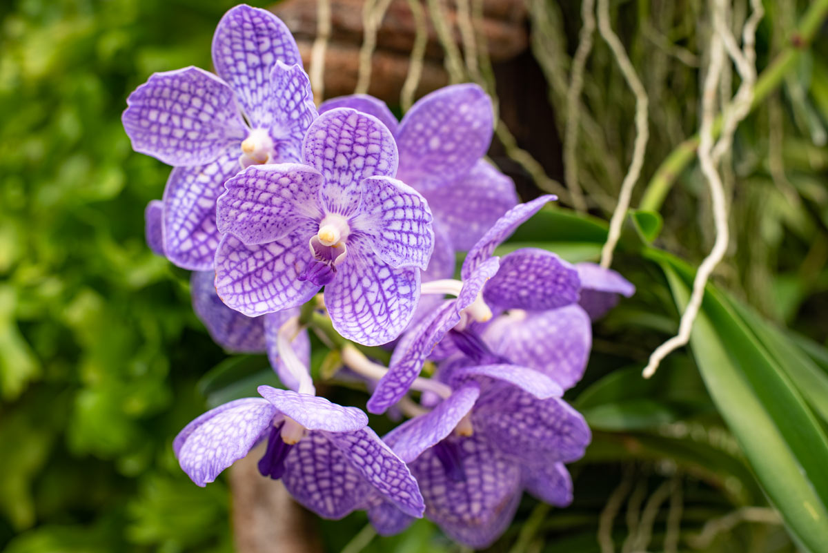 Vanda coerulea, l'orchidea blu.