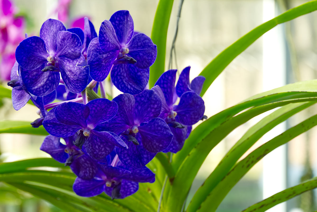 orchidea blu, la Vanda coerulea