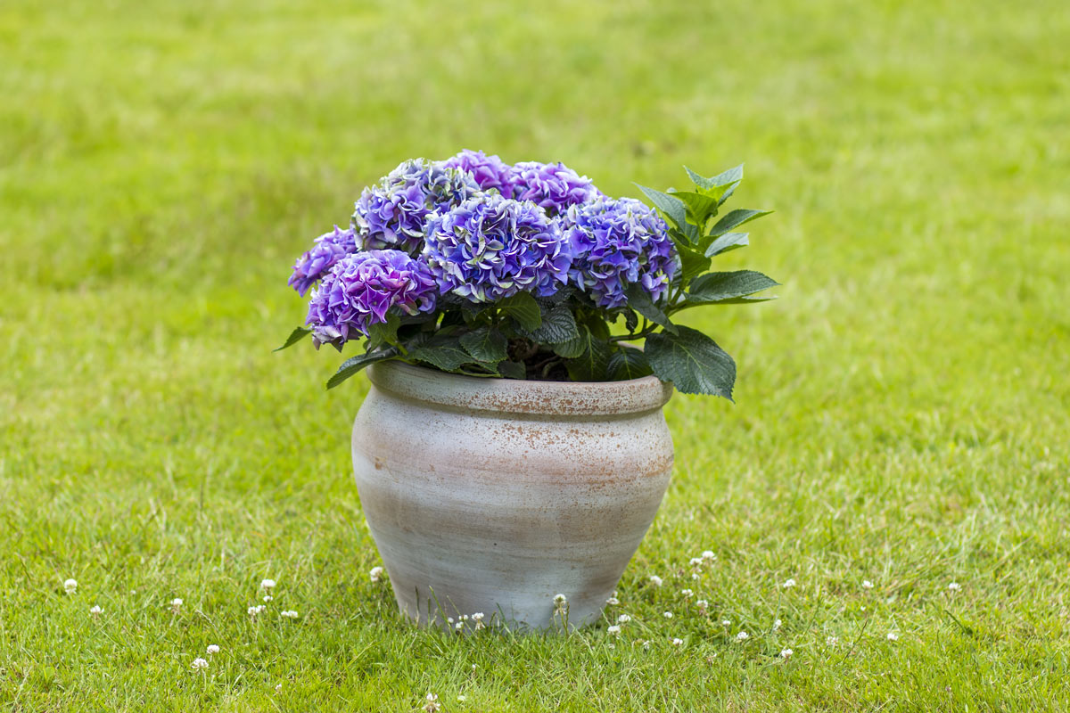 Ortensie in vaso.