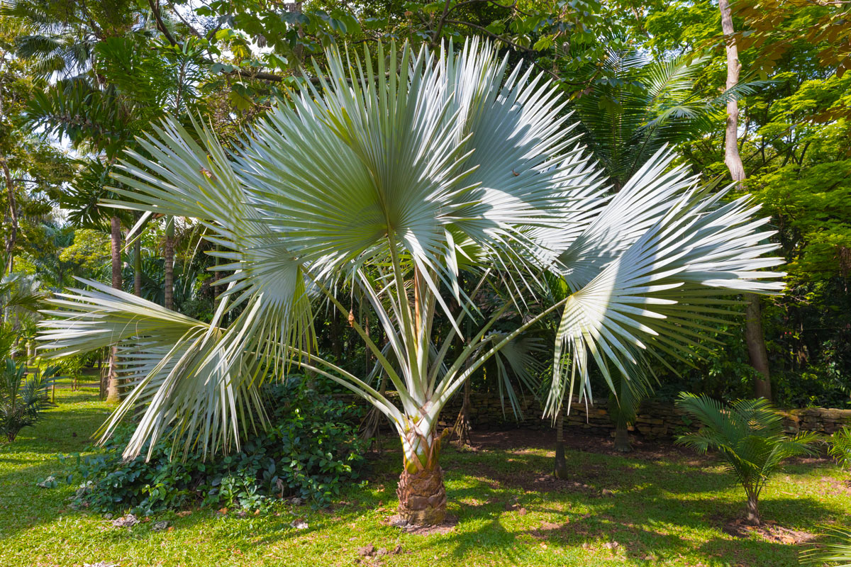 Trachycarpus fortunei varietà di palma