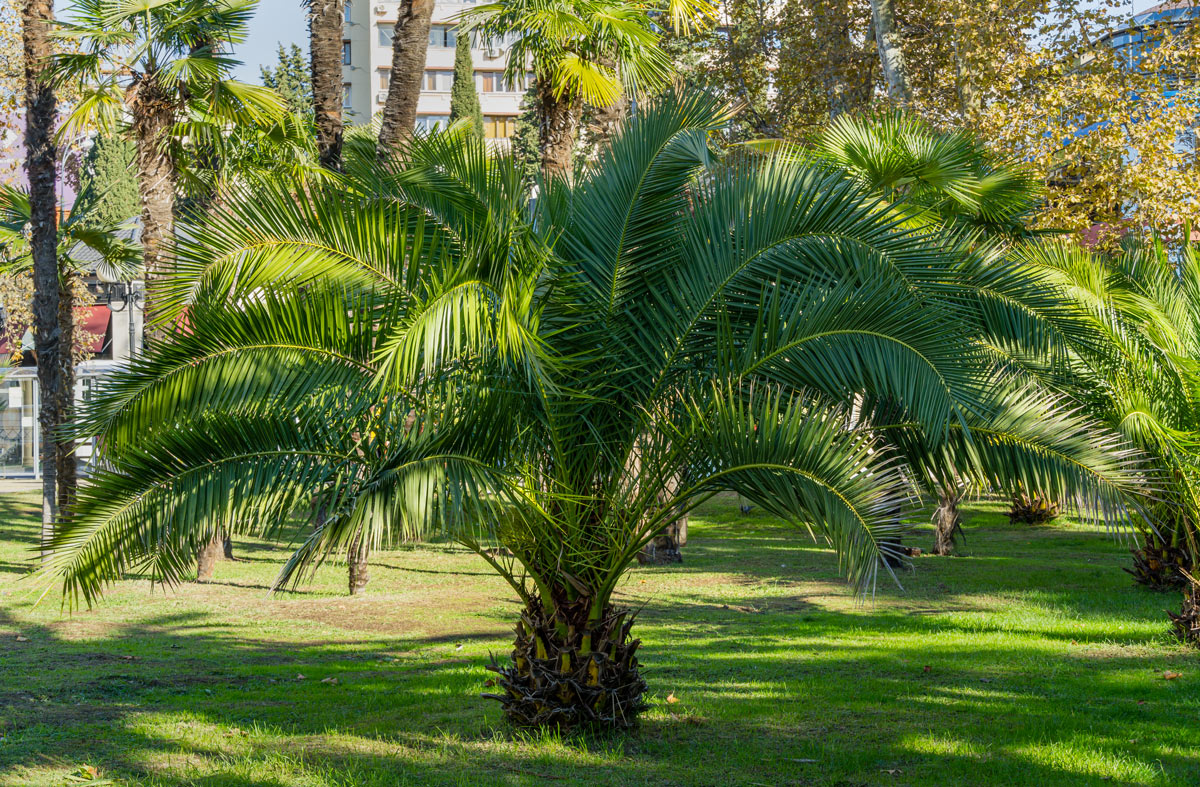 specie, varietà di palme