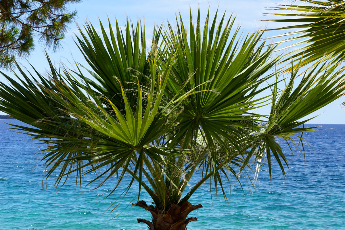 Washingtonia fìlifera