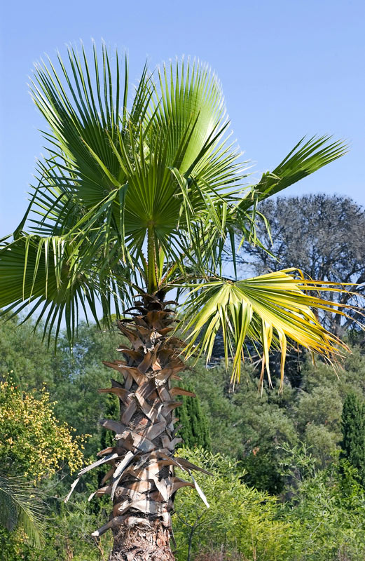 Palma Washingtonia robusta