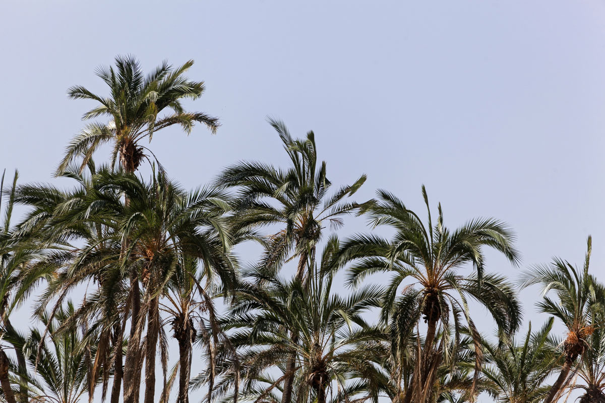 Phoenix reclinata palme