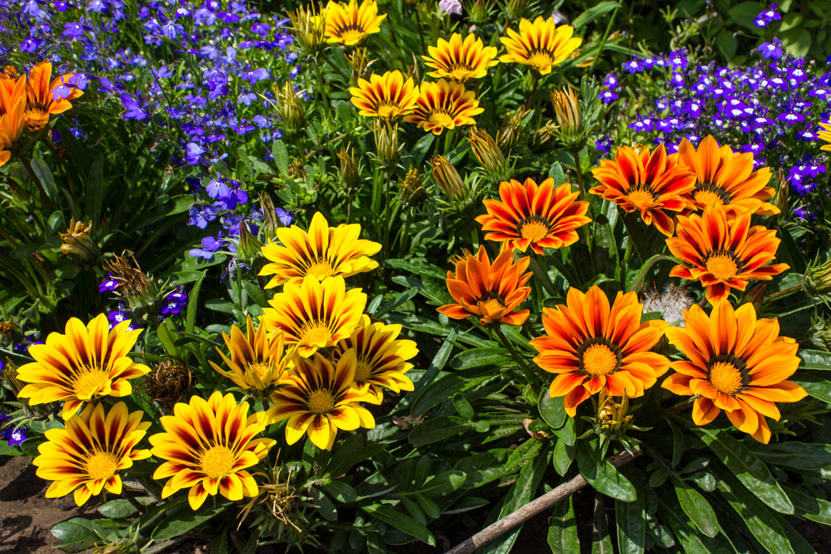 Piante fiorite che possono resistere al sole cocente, la Gazania.