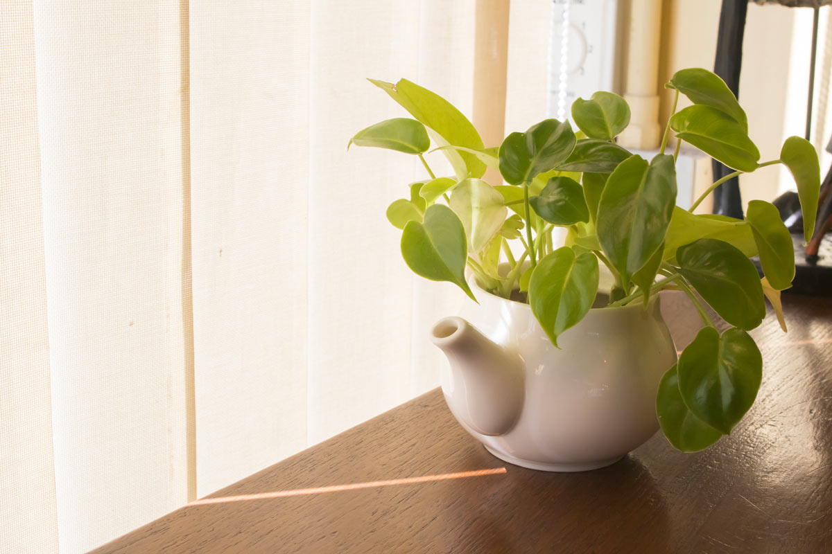 Idee originali per arredare con gusto e stile la casa con il pothos