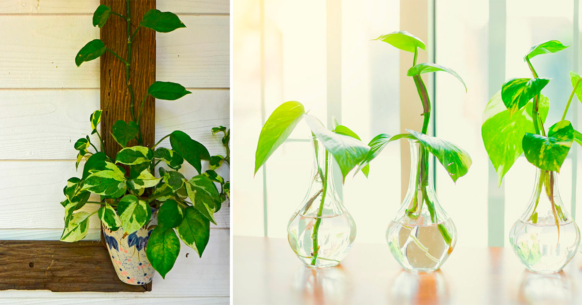 7 idee per arredare casa in modo originale con il pothos