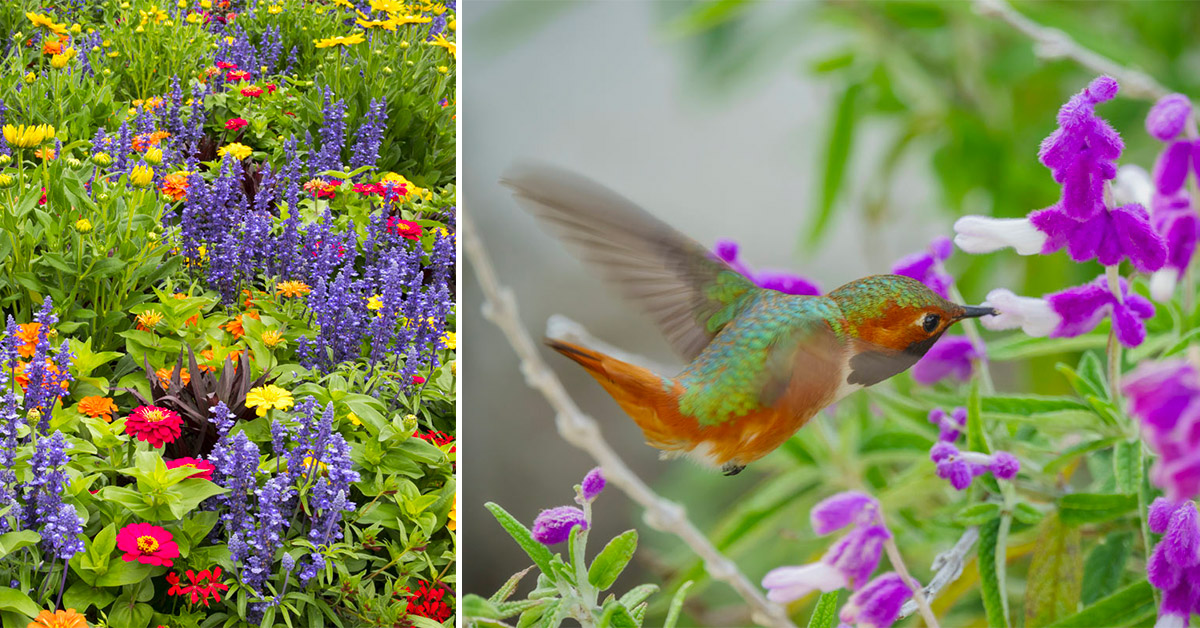 Esempi di piante per attirare colibrì e farfalle