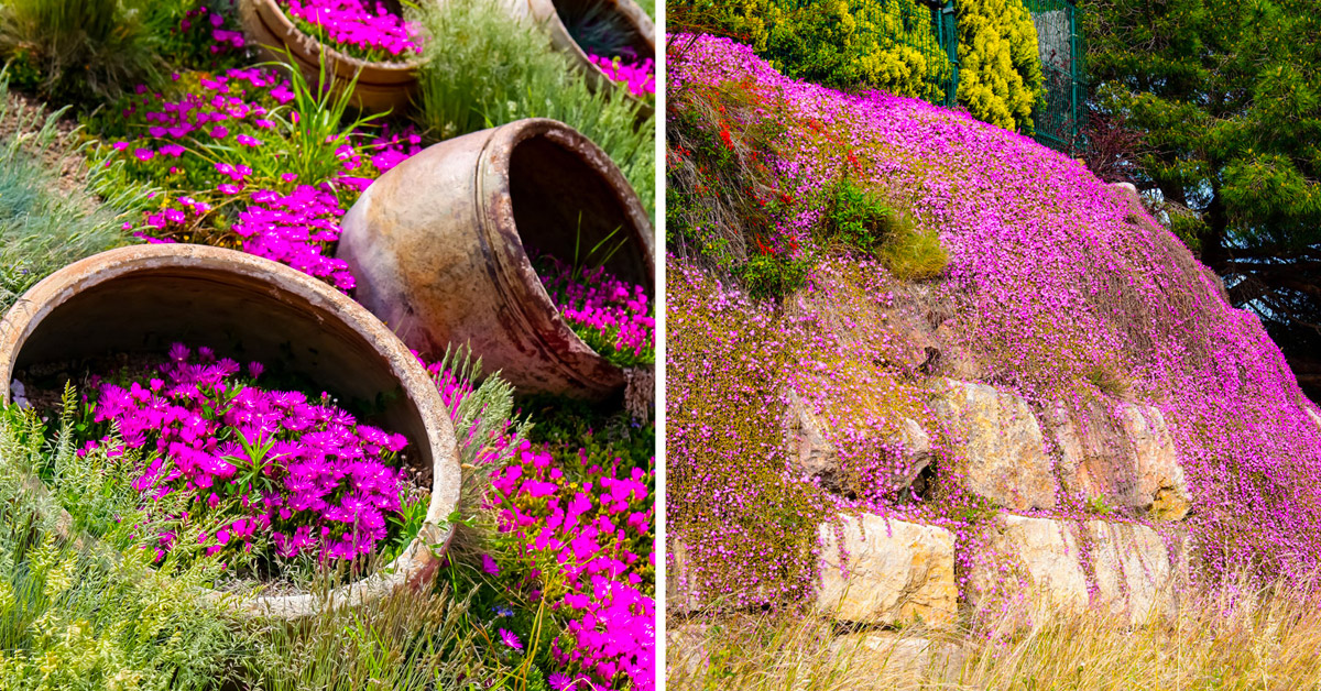 Delosperma pianta grassa.