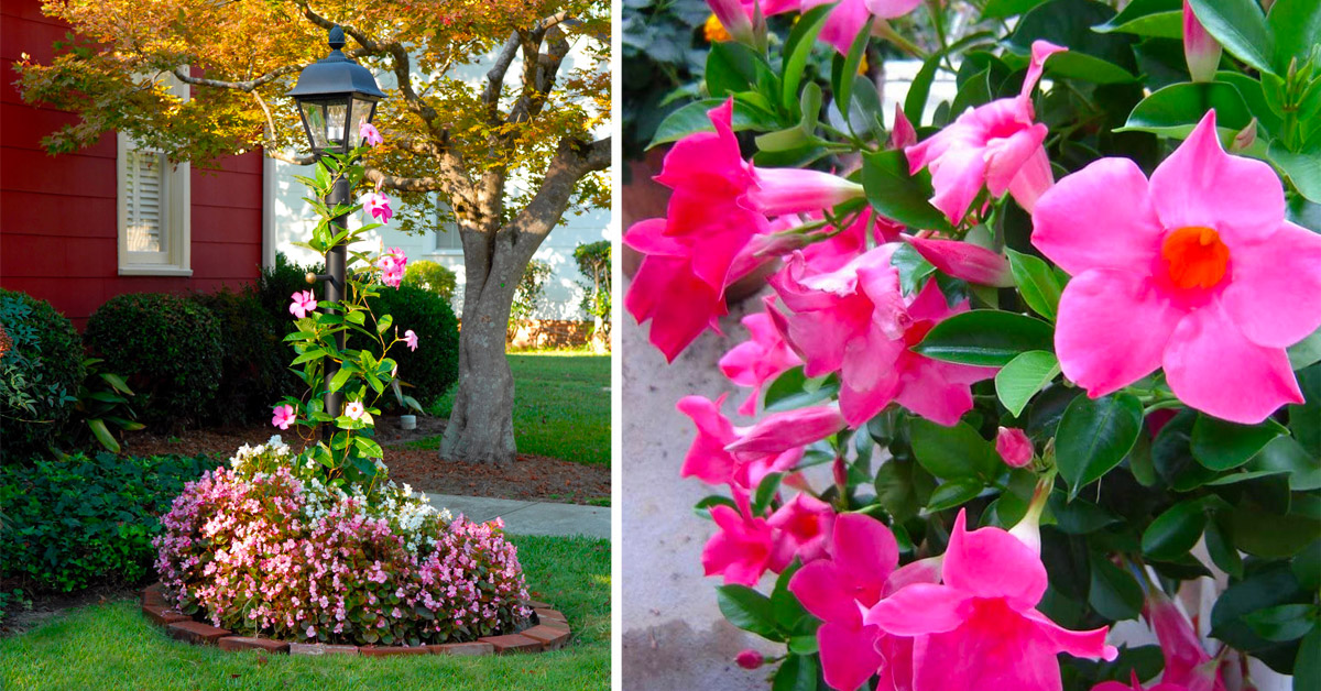 La Mandevilla è la soluzione per chi cerca una rampicante dai grandi fiori spettacolari