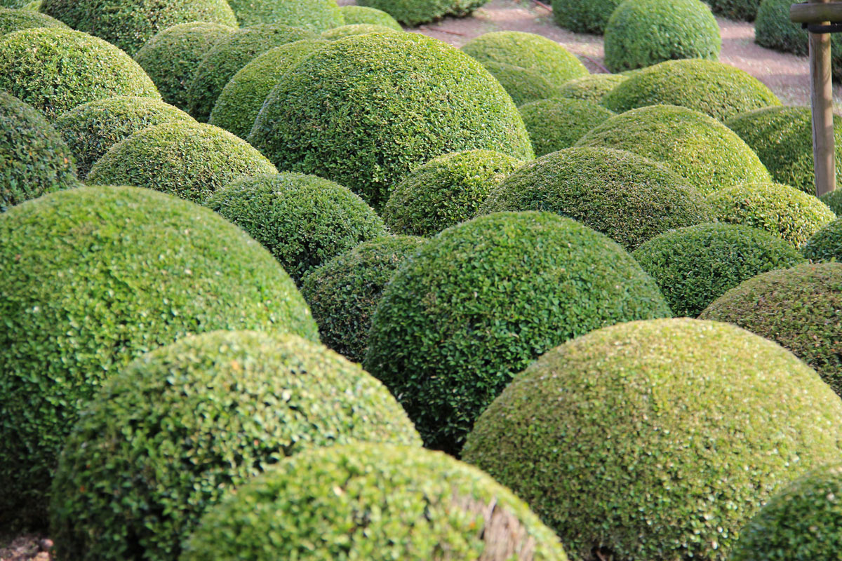 Pianta del bosso decorazioni giardino.