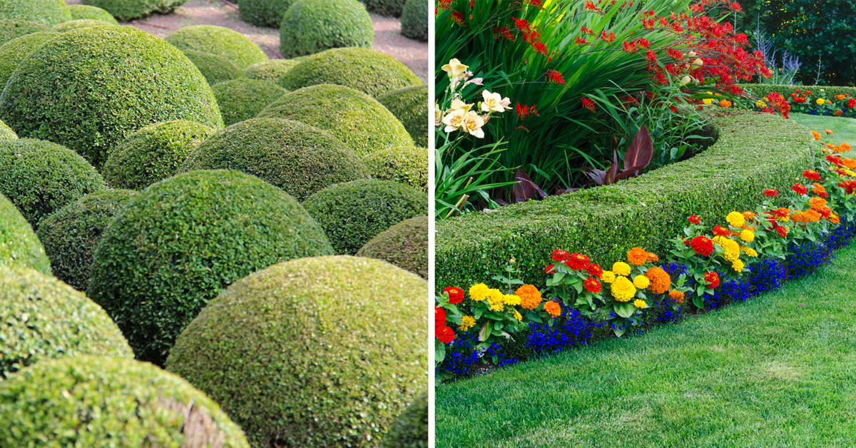 Pianta del bosso decorazioni giardino.