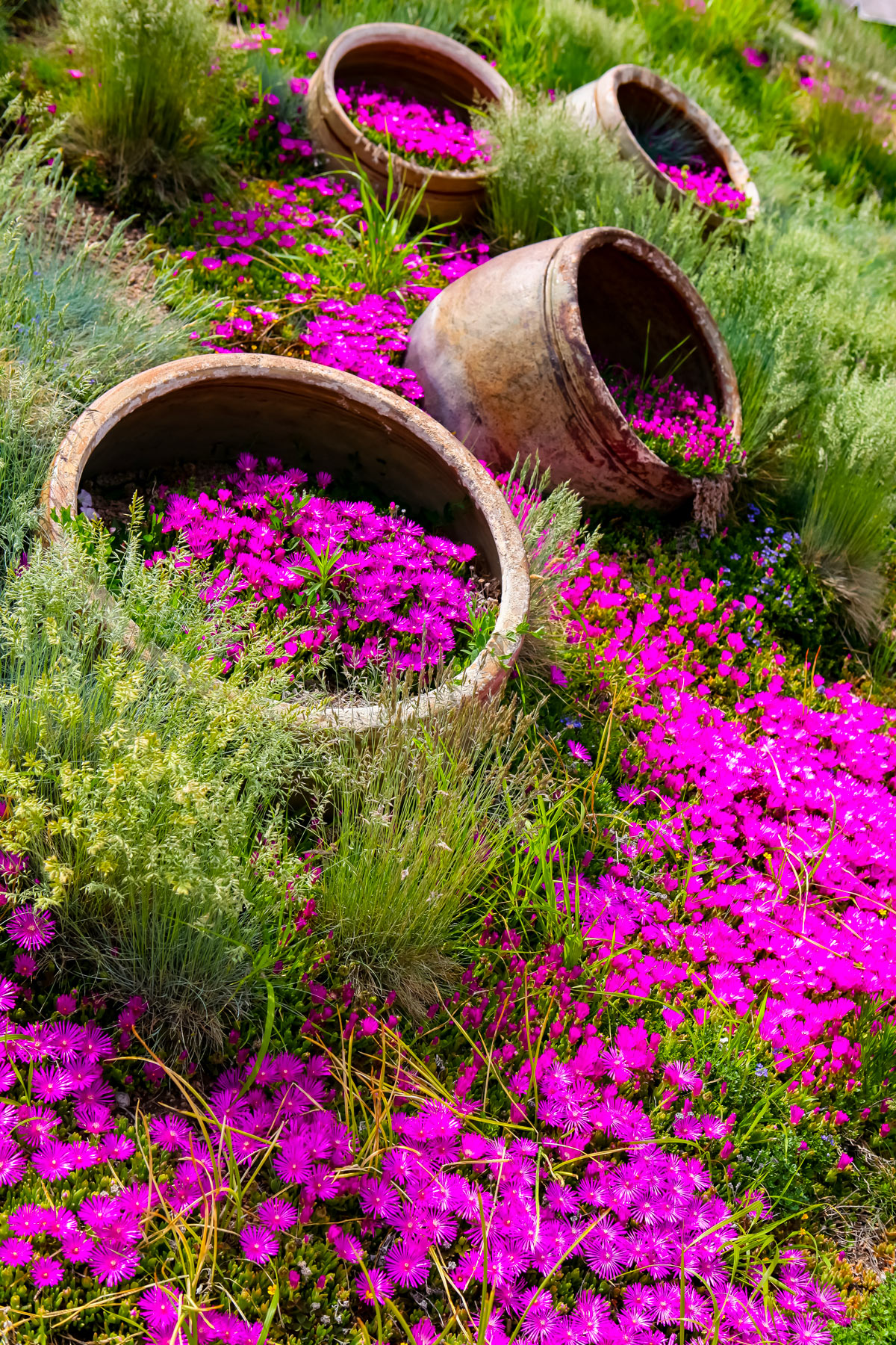 pIanta grassa con fiorellini rosa molto presente nei giardini degli italiani