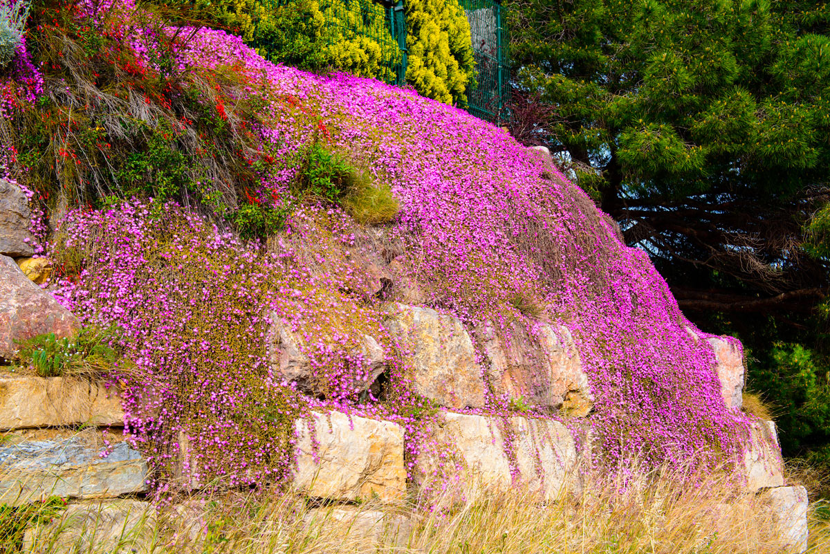 Delosperma pianta grassa.