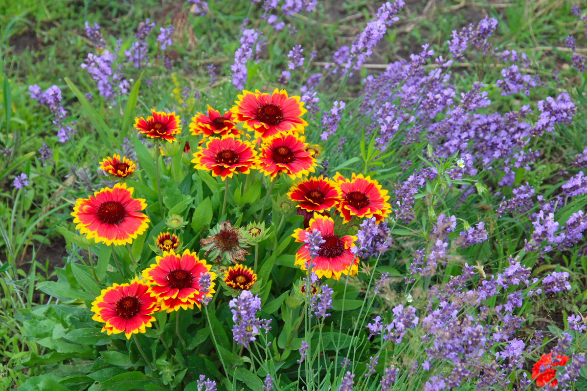 pianta colorata per giardino settembre