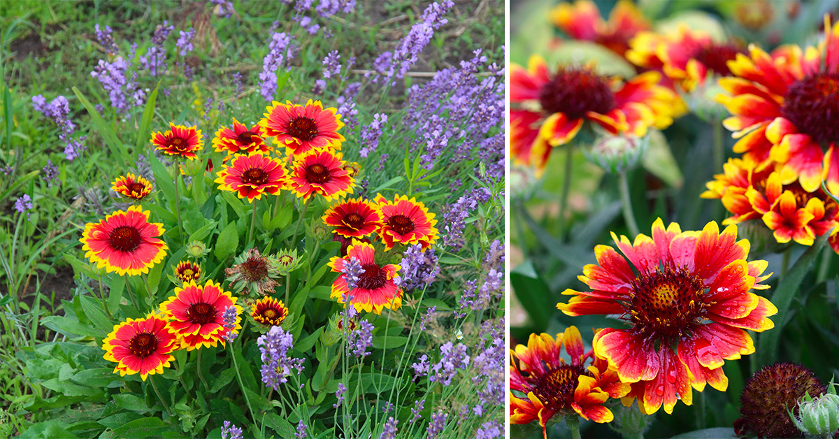 PIanta che fiorisce a settembre e rende il giardino coloratissimo