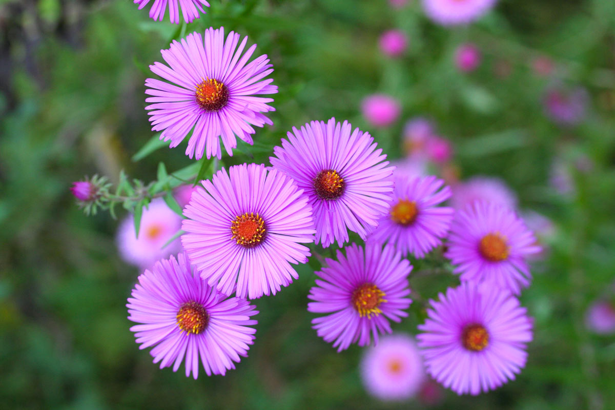 Settembrini fiori.