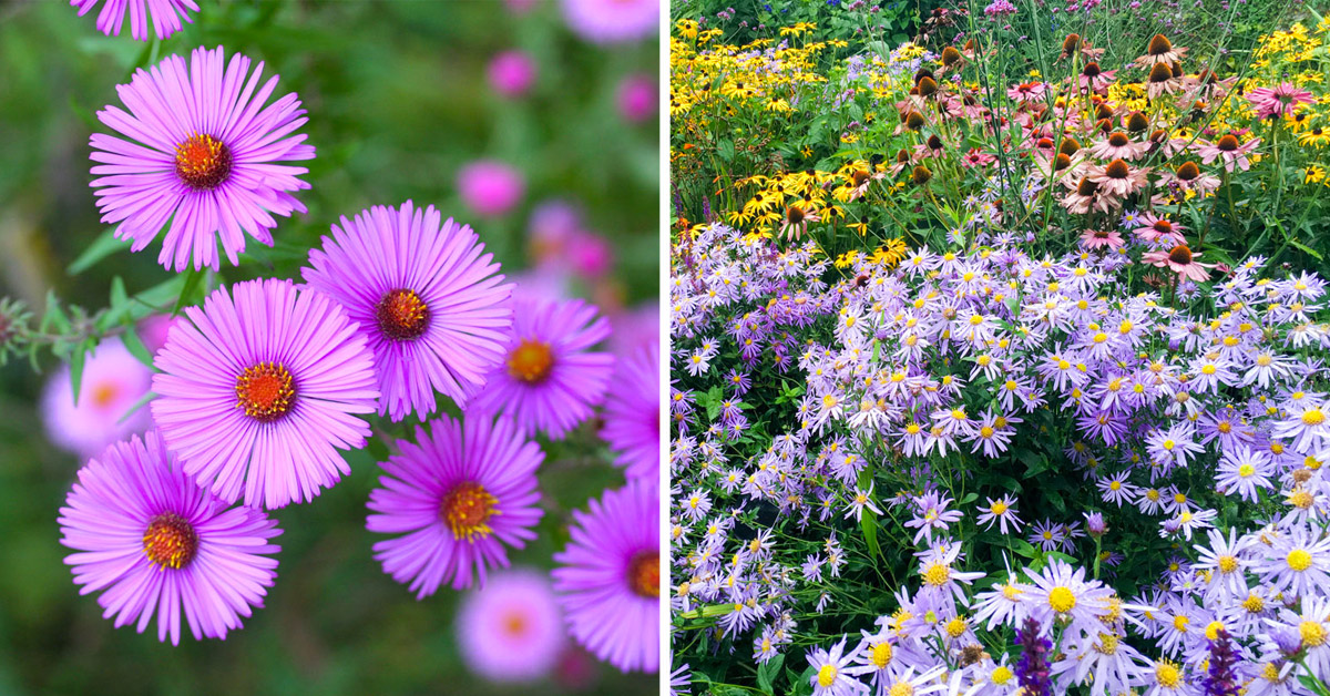 Settembrini fiori.