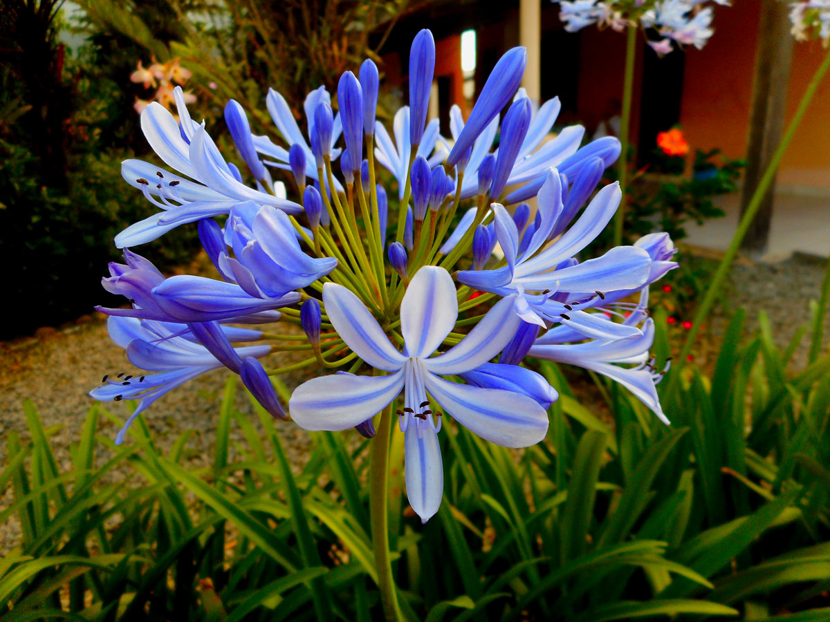 Fiori blu per giardino e balcone