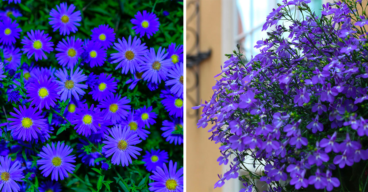 Quali fiori blu scegliere per giardino e balcone in autunno