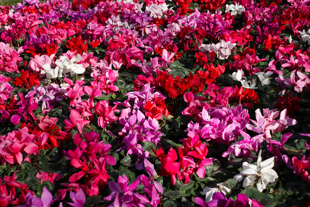 fiori autunnali per giardino colorato