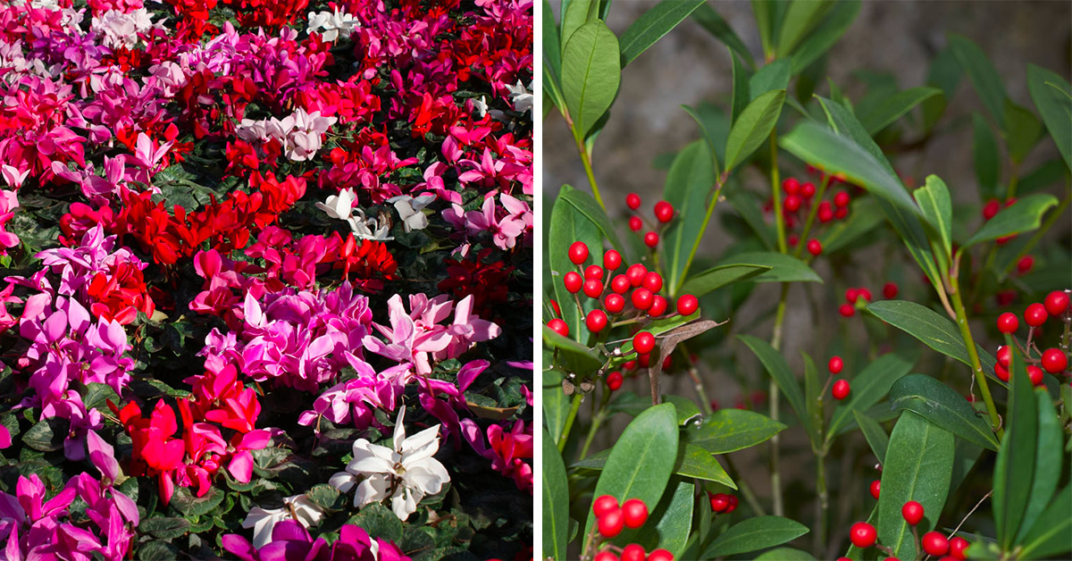 scelta fiori autunnali per giardino colorato