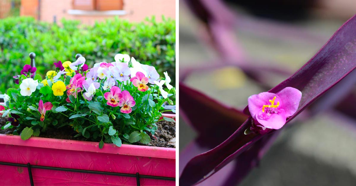 fiori autunnali da coltivare in vaso