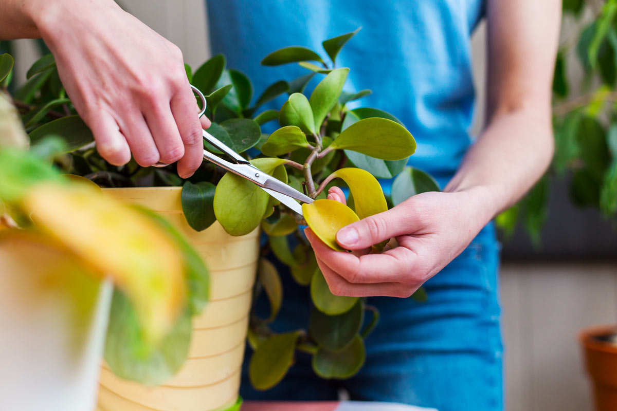 Come fare un ormone radicante fai da te per le talee di settembre naturale