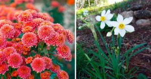 Piante invernali resistenti al freddo per adornare il balcone e il terrazzo Piante invernali per giardino e balcone