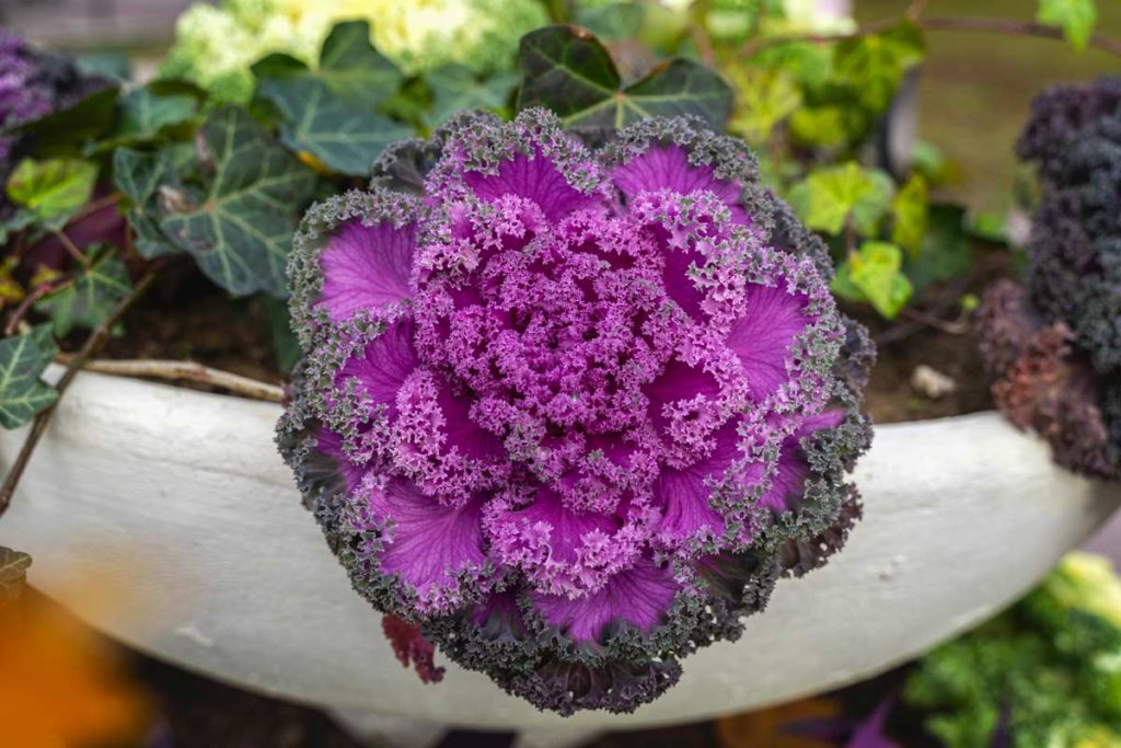 Semi Di Chayote Per Giardino E Balcone, 35 Pezzi, Resistenti All'inverno, Per Orto Rialzato E Cucina, Coltivazione Tutto L'anno