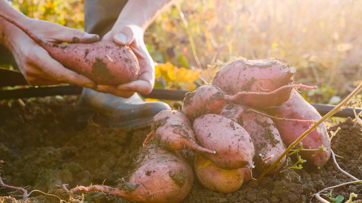 Come trasformare la patata americana in una pianta ornamentale