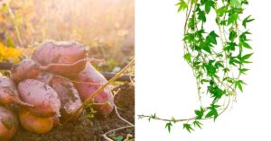 La patata americana si trasforma in pianta ornamentale: scoprite come Come trasformare la patata americana in una pianta ornamentale