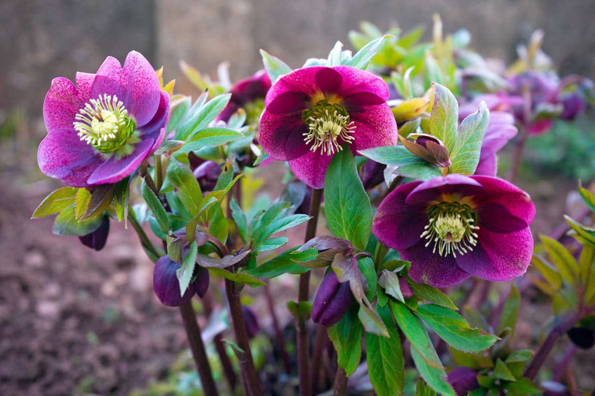 Elleboro o "Rosa di Natale"