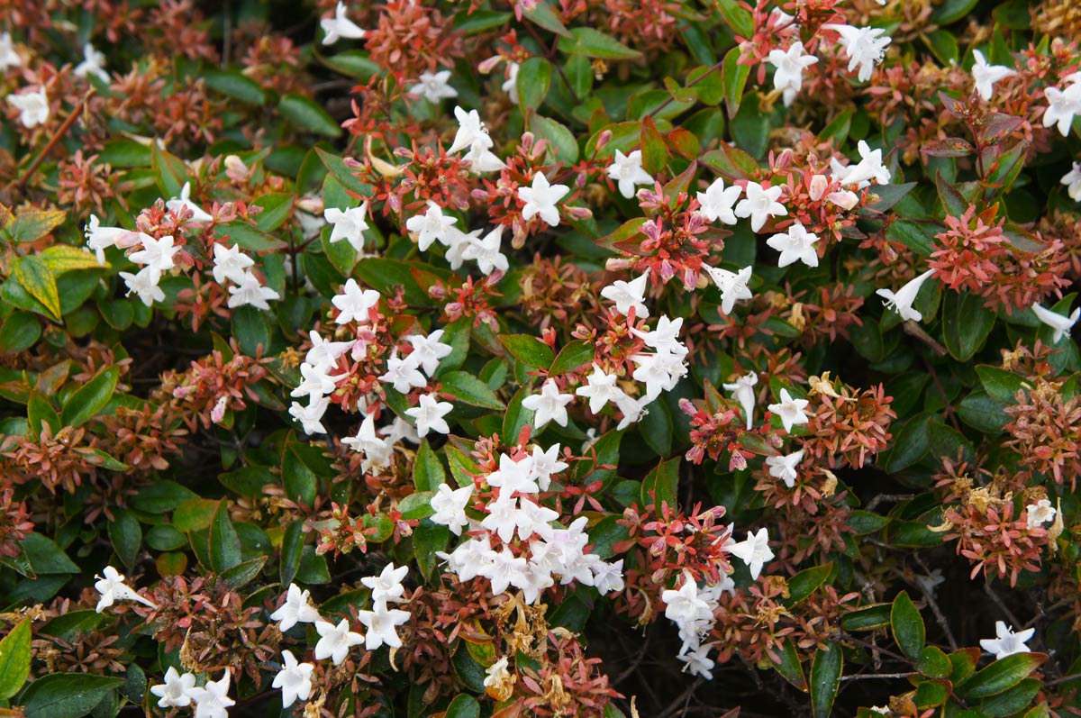 Abelia sul balcone.