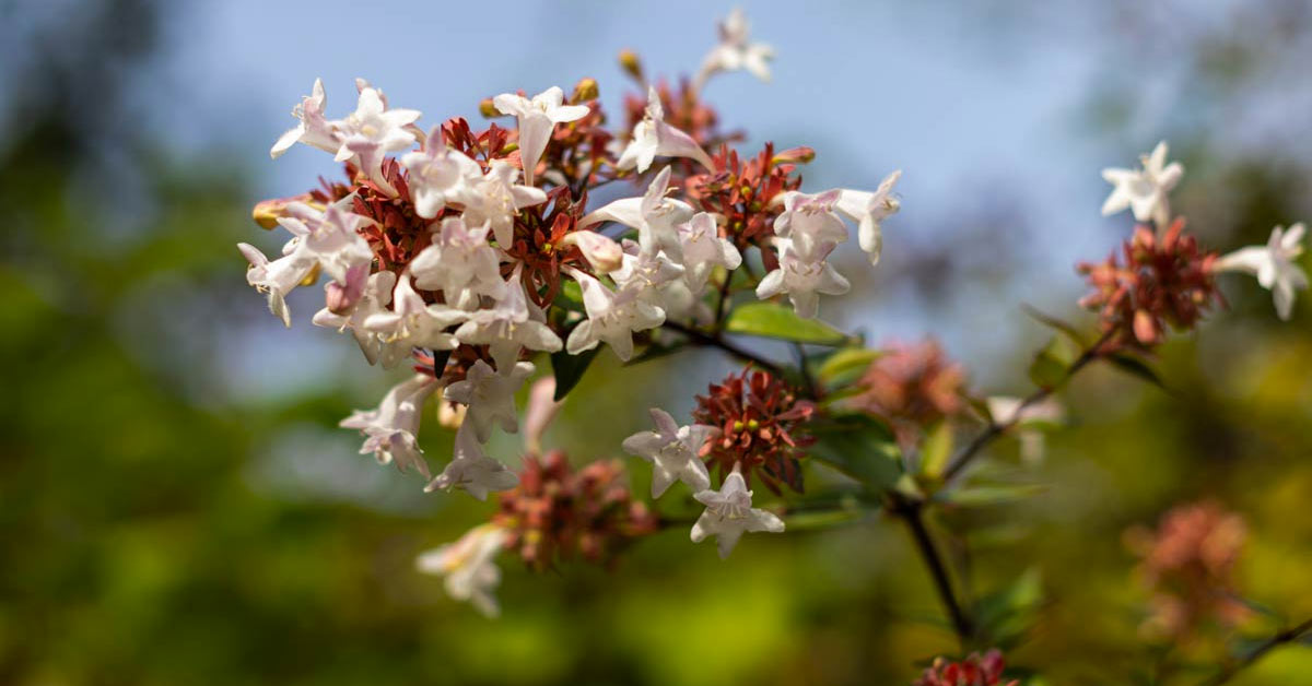 Abelia sul balcone.