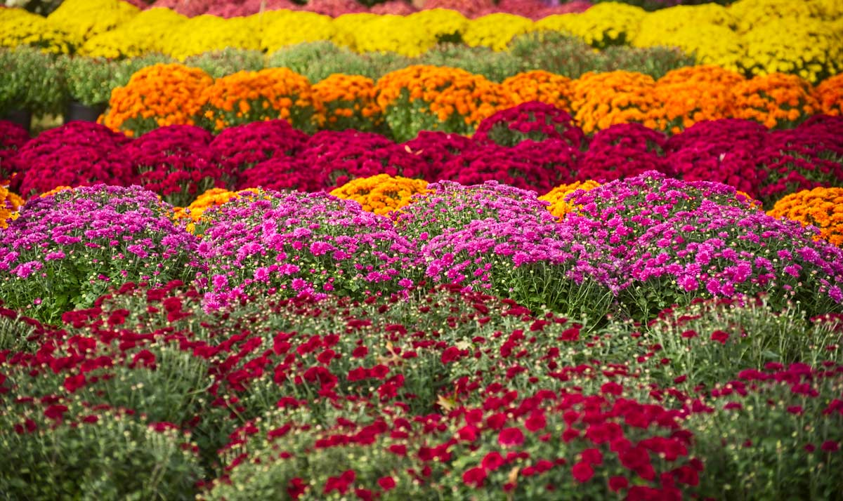crisantemi colorati per il giardino