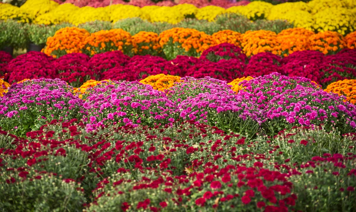 crisantemi colorati per il giardino