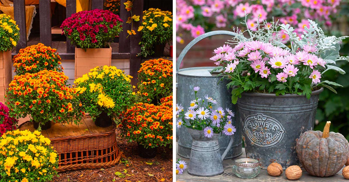 crisantemi colorati per il giardino