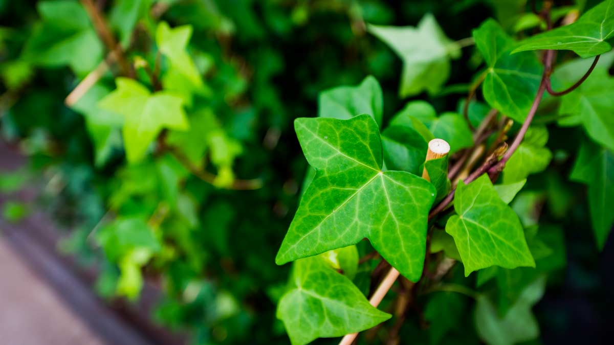 decorare casa e giardino con l'edera