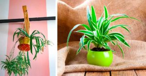 Il Falangio: la pianta perfetta per purificare l'aria di tutta la casa Falangio pianta che purifica l'aria di casa