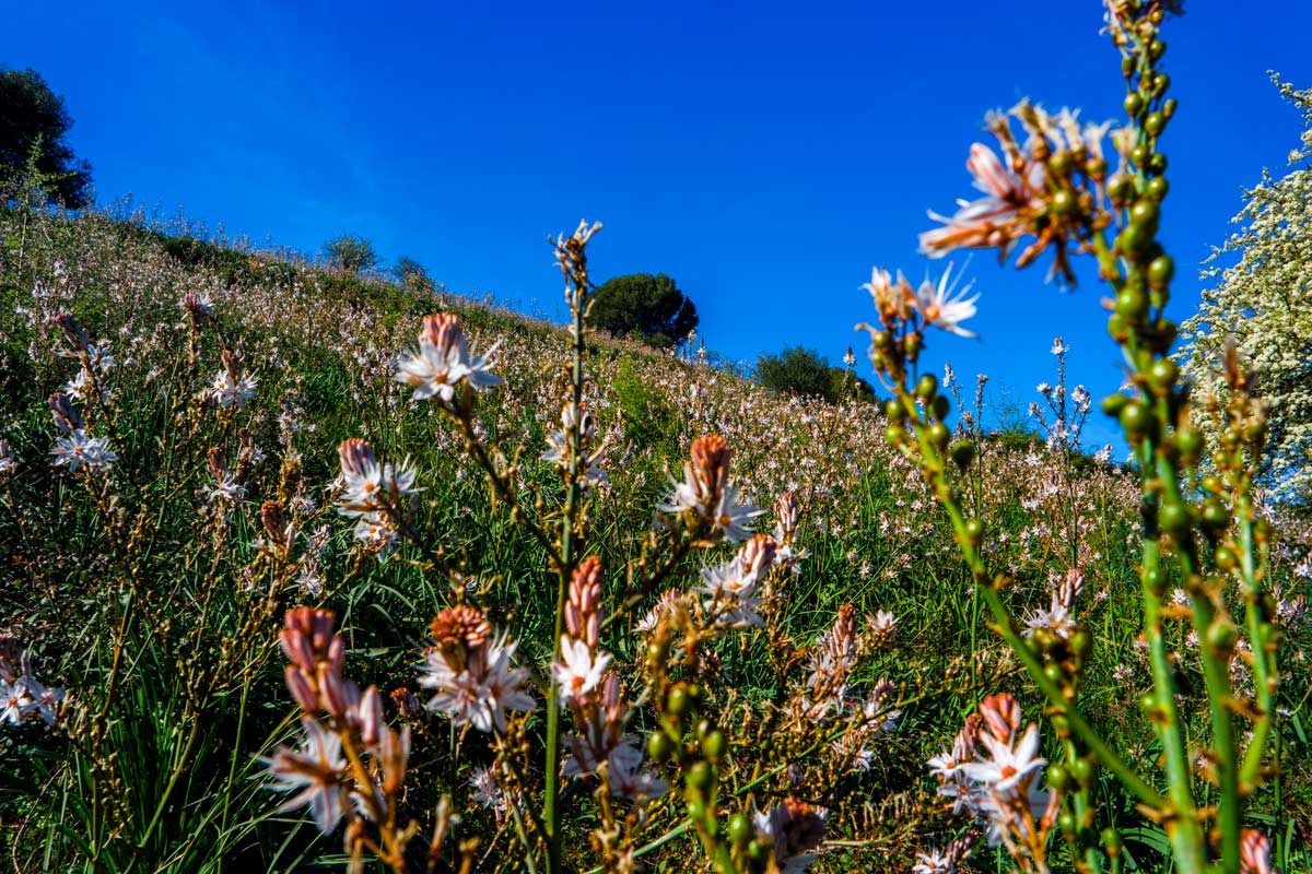 fiori giardino asfoledo