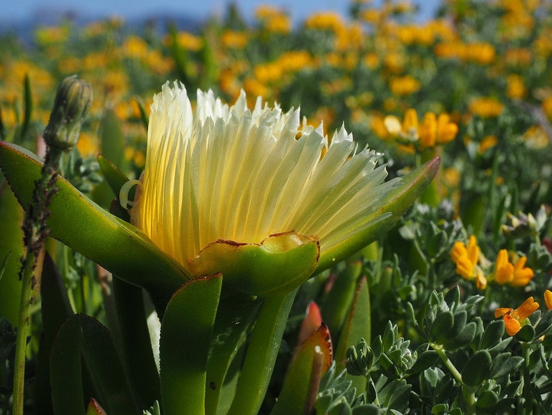 Talee di Carpobrotus giallo Copertura del terreno Piante immagine 1