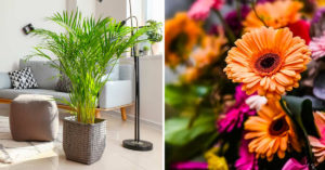 Piante anti smog: 10 idee autunnali da coltivare in casa o in giardino Piante anti smog.