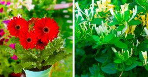 Piante mangia smog da balcone: ecco quali sono le più efficaci Piante antismog da balcone