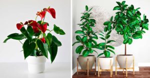 7 piante straordinarie che purificano l'aria: date una svolta green alla vostra casa Piante che purificano l'aria