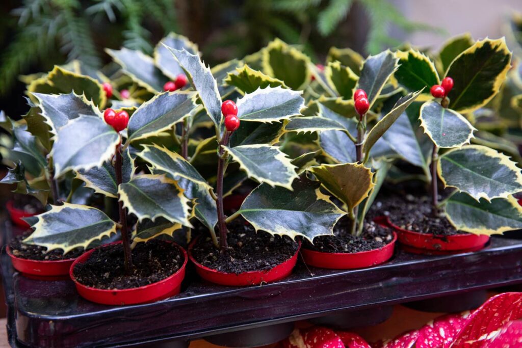 VINFUTUR 108 Pz Pigne Natalizie Bacche Artificiali di Agrifoglio Pigne dell'Albero di Natale