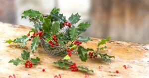 Agrifoglio: scopriamo le regole per coltivare questa pianta tipica del periodo natalizio Agrifoglio, pianta tipica del Natale.