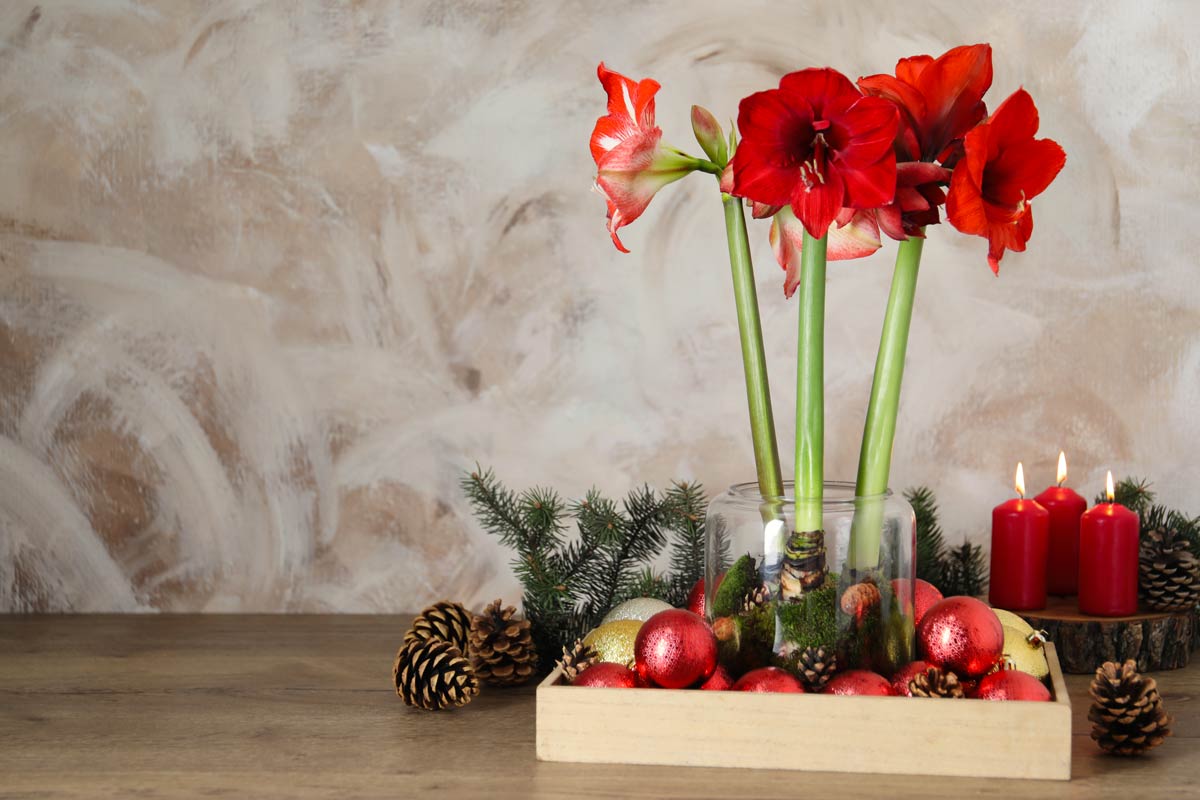 Amaryllis fiore invernale, ideale per realizzare decorazioni natalizie in casa.